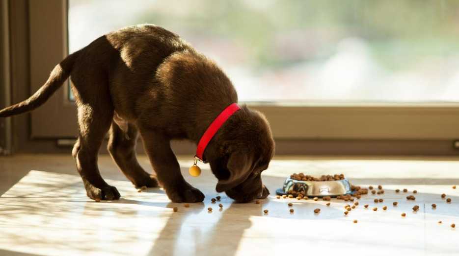 Puppy food considerations