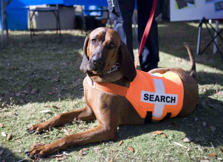 SAR Dogs Saving Lives
