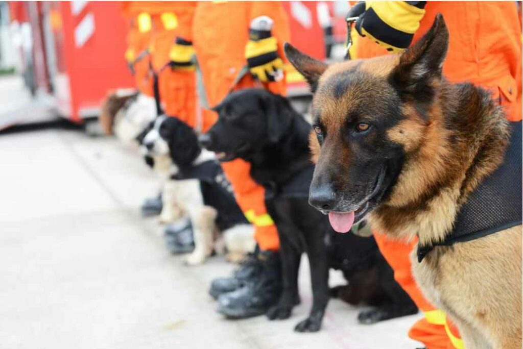 Search and Rescue Dogs (SAR)