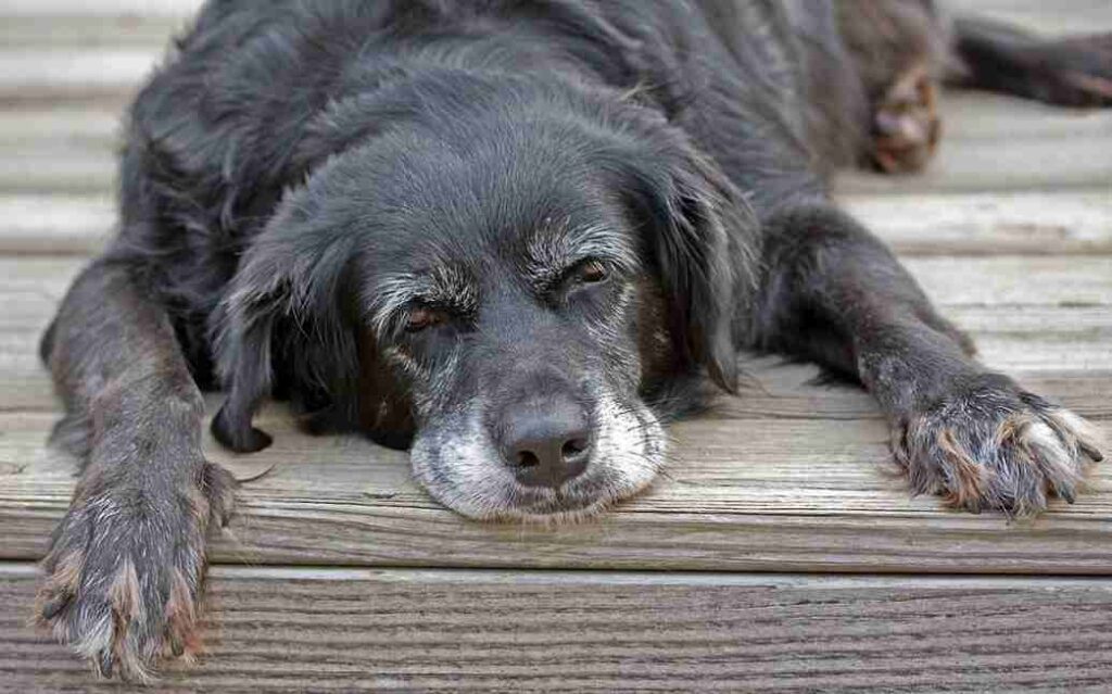 Signs and Symptoms Of Aging Dog