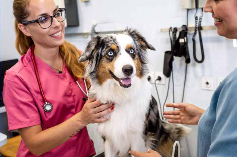benefits of spaying or neutering dogs