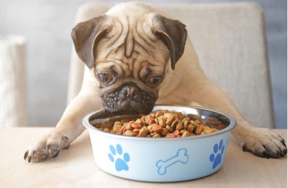 convenience & affordability of canned vs. dry dog food