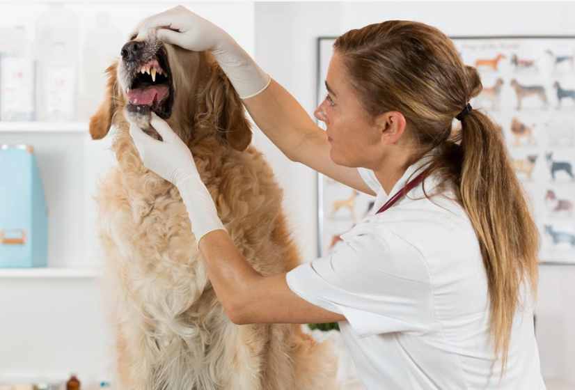 dog food impact dental health