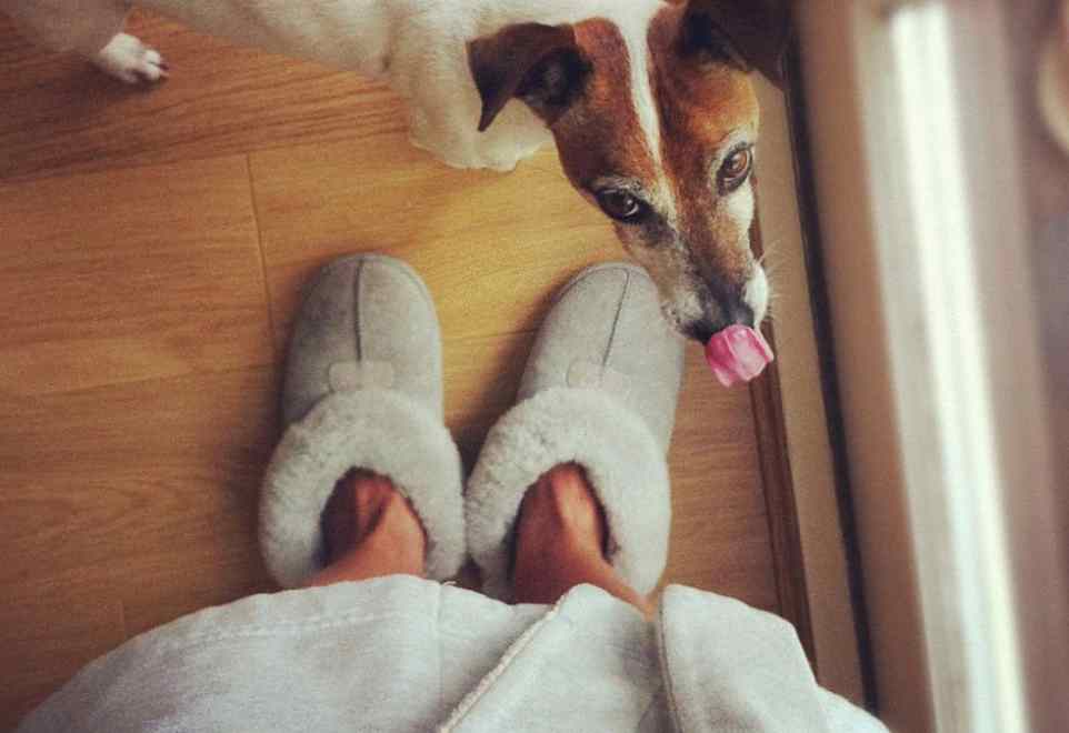 dog lick your feet after showering