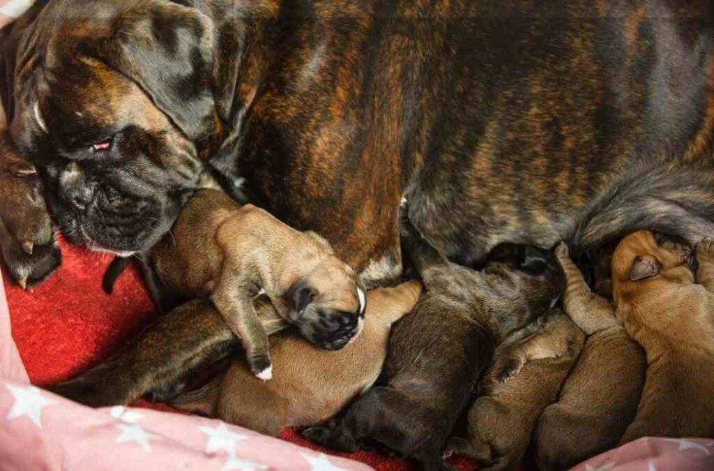 puppy births after the first puppy arrives