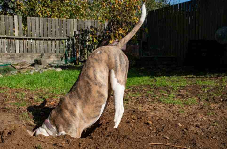 Earthdog Breeds Training