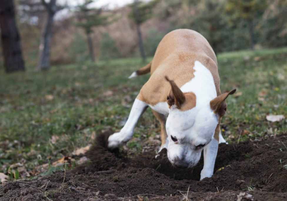 Earthdog tests and den trials