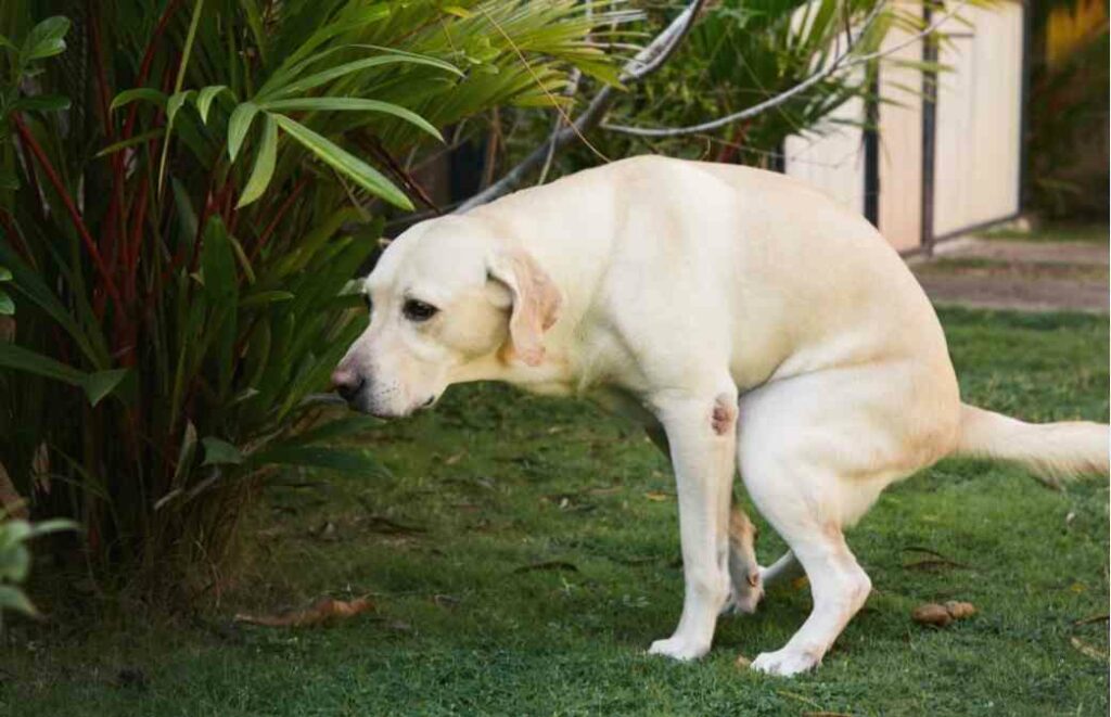symptoms of canine constipation
